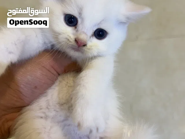كيتن سكوتش بيور للبيع