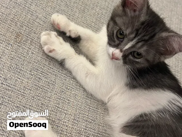 قطه جميلات تسلب الفؤاد
