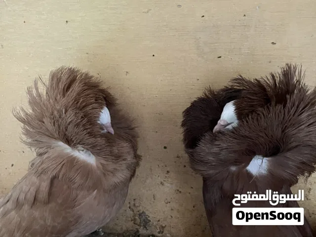 حمام زينه نفاخ وبلجيكي