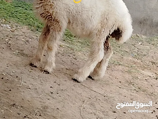 نعجه و تلث طليان صحتهن ممتازه علف كلشي ياكلن النخال على بطنه و الخبز على بطنه الرويطه على بطنه