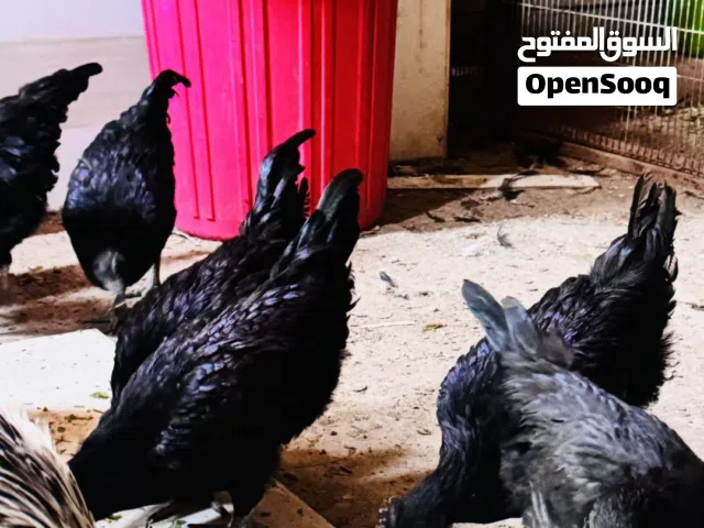 دجاج اسود فقط   للزوج الواحد