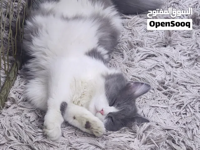 قط ذكر للتبني