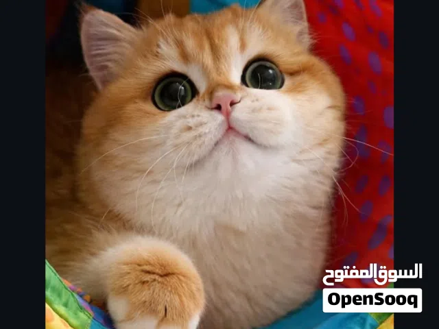 المطلوب: ذكر بريتش للتزاوج NY12 باللون فاتح   (Golden Chinchilla