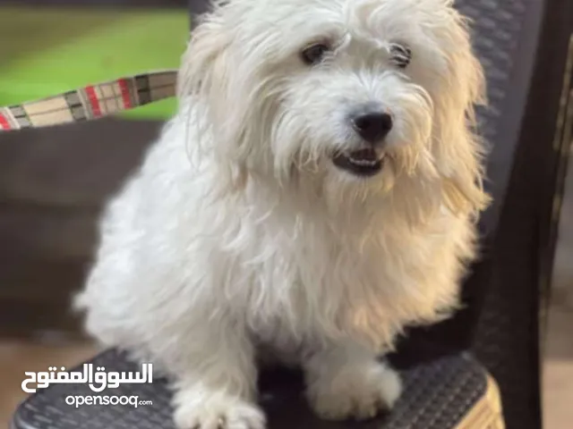 ذكر مالتيز للبيع العمر سنه وتصع أشهر الكلب صلاه النبي عليه ولا محتاج اشي صحته كويسه