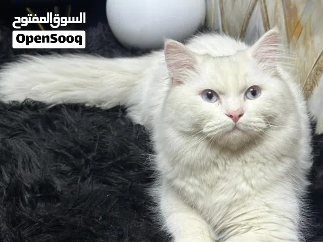 قطط كبار للتبني وصغار للبيع بسعر رمزي
