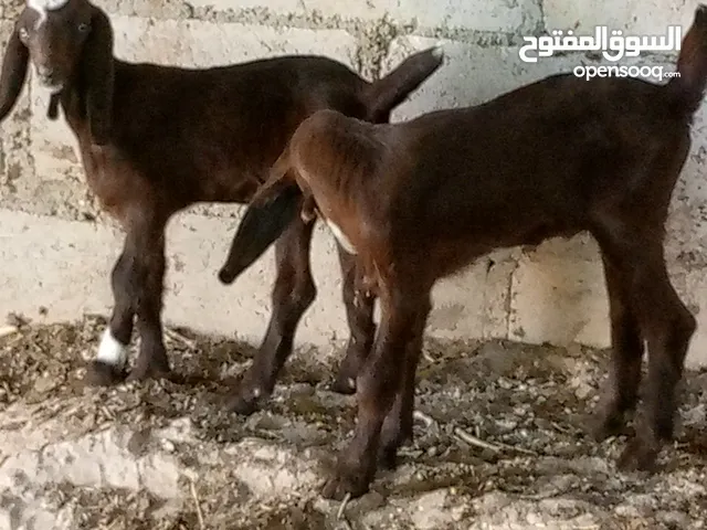 بسم الله ماشاء الله 14 راس غنم من ضمنهم شعريتين وتيس وعنزه وراها توم جدايه