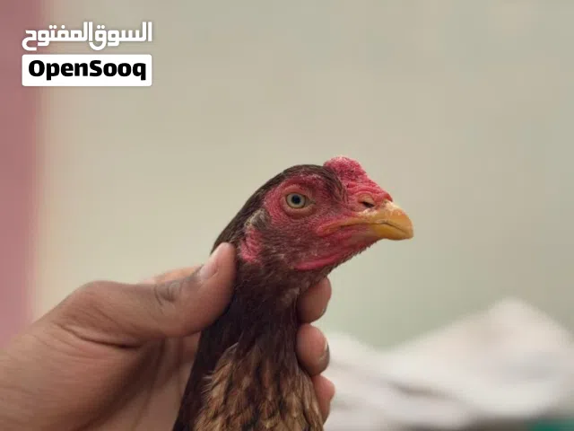 للبيع دجاجة امورها طيبه ميواليه قابل