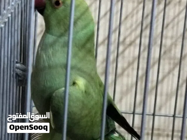 ببغاء الجنسية بنت مع القفص