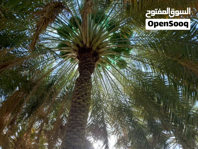 ارض زراعيه  ضاحية في بلدة الوهره ولاية عبري