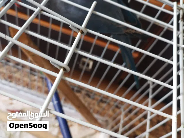 ببغاء دره ازرق اليف محجل