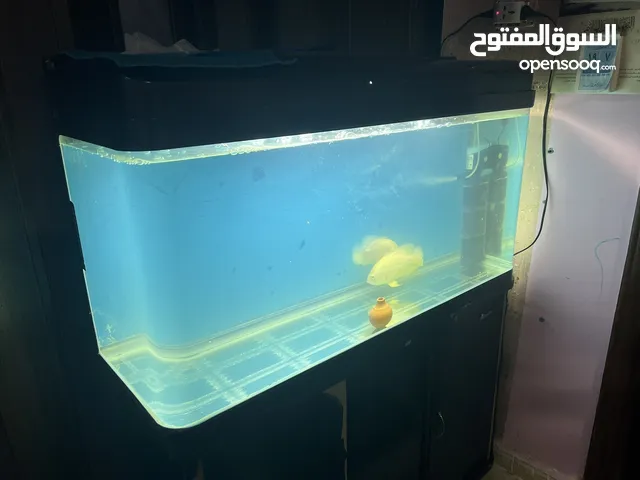 حوض سمك مع سمك