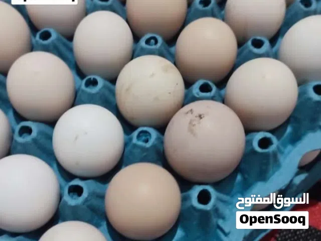دحي ديك رومي للبيع
