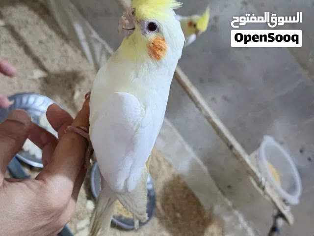 كوكتيل للبيع اليفات مالات بيت