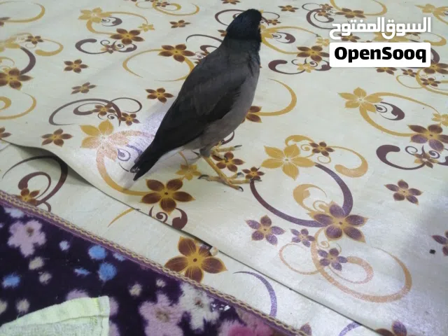 مينا البيع