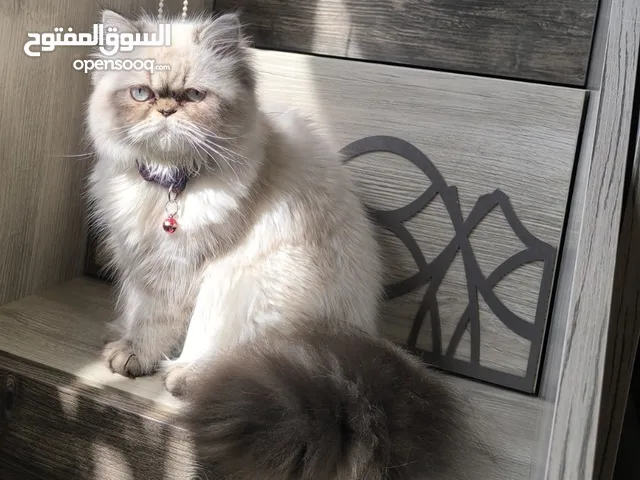 قطة للبيع اقرأ الوصف