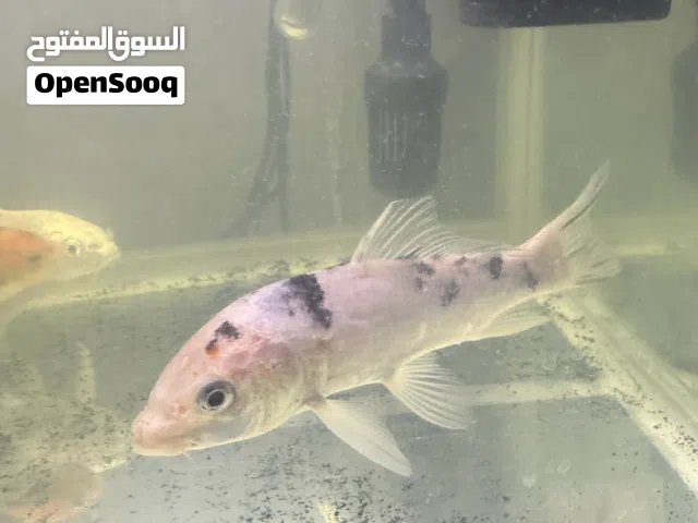3 koi 2 male 1 female