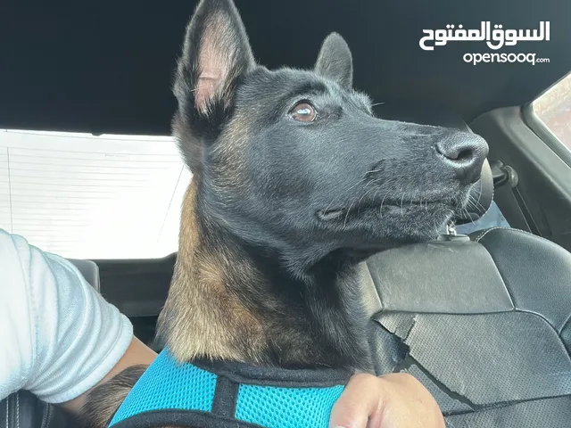 بلجم مستوى عالي جداً