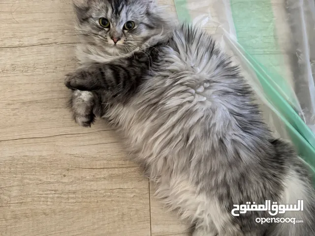 قطة شيرازيه للبيع