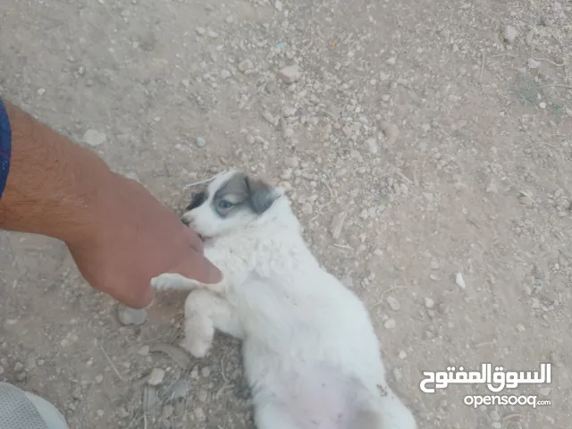 كلب للبيع كنعاني