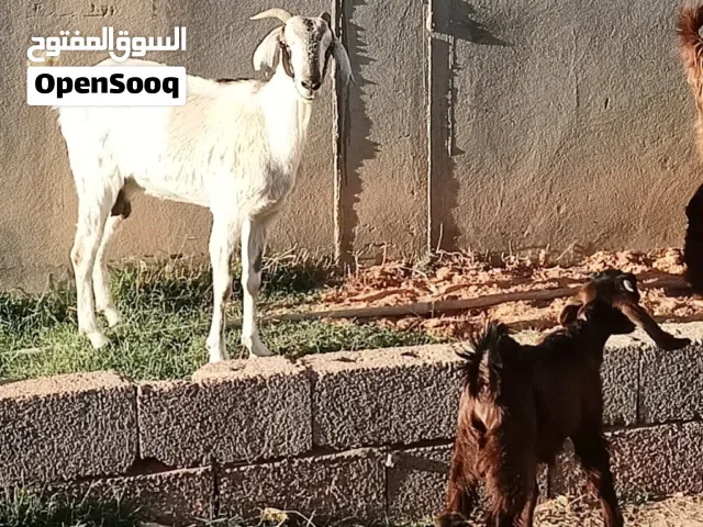 عنز عشرة 3شهور مع ولدها جدي العنز تومية عمرها تقريباً 2 سنتين والجدي 4شهور ومعاها