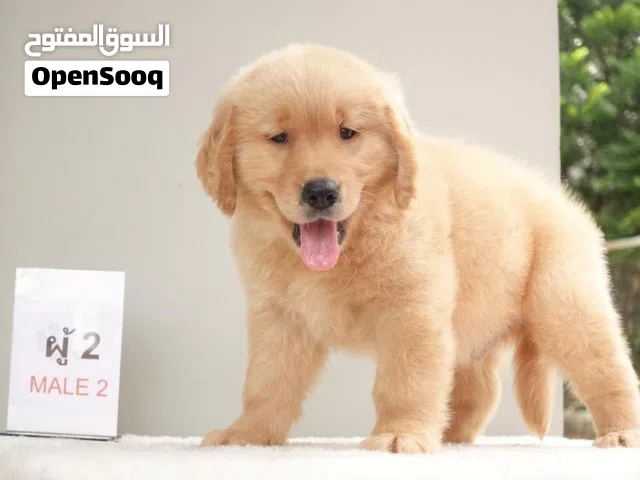 Golden Retriever Puppies