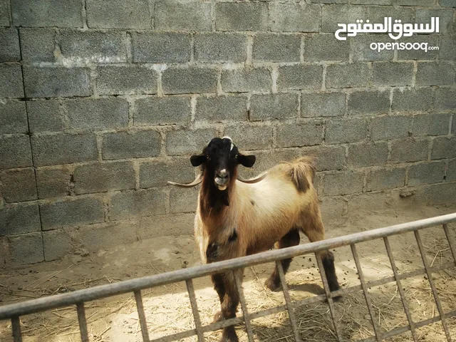 فحل من الحلال السعيدي