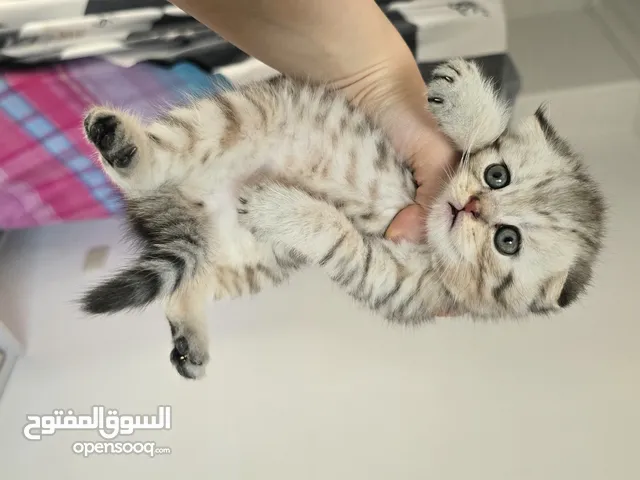 ذكور سكوتش بيور عمر 45 يوم