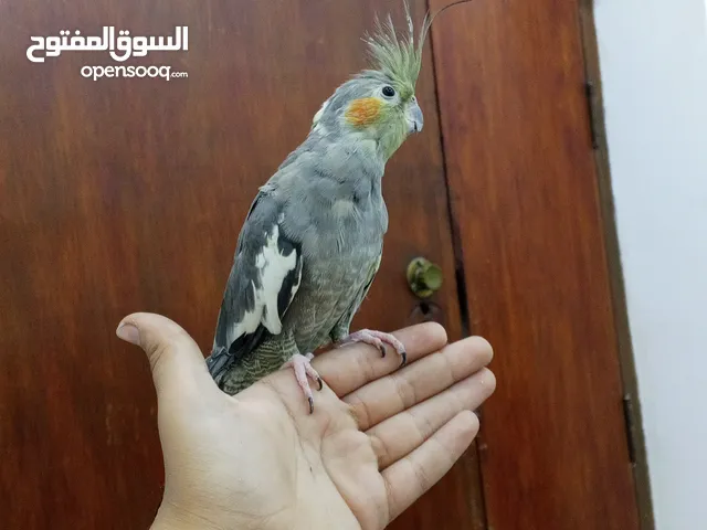 ببغاء كوكتيل أليف طينه ومنتجه تصعد عل يد وترقص انتاج عراقي ومنتج