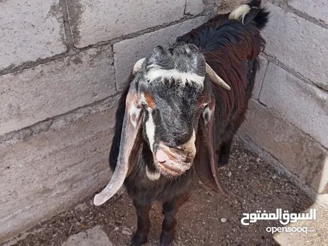 جدي شامي للبيع