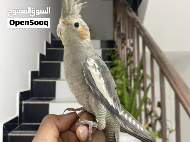 ببغاء كوكتيل