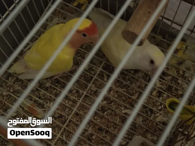 ببغاء روز عين حمرا