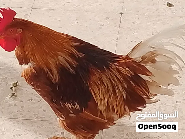 ديك لوهمان البزره الاصليه للبيع