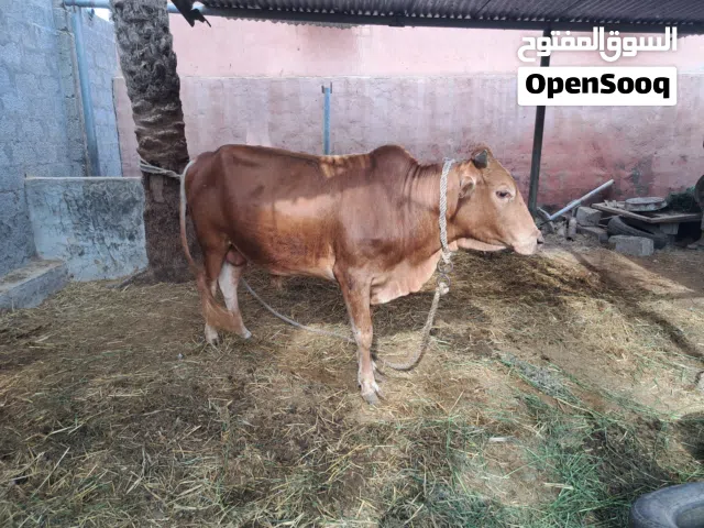 ثيران محليات سمان