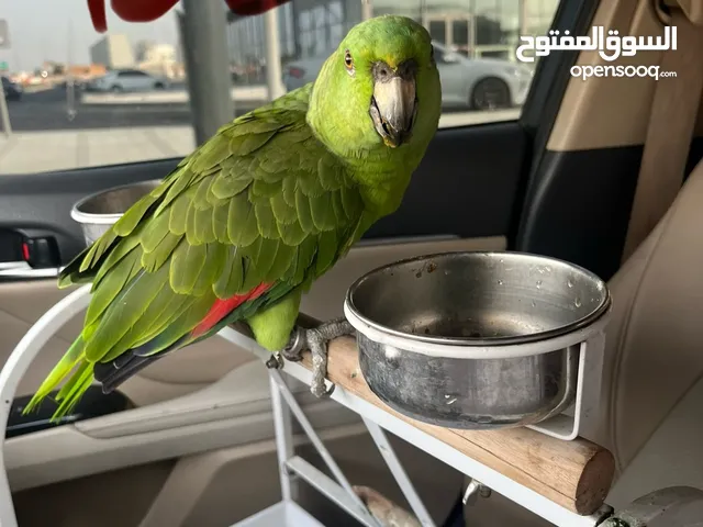 أمازون يلوناب )