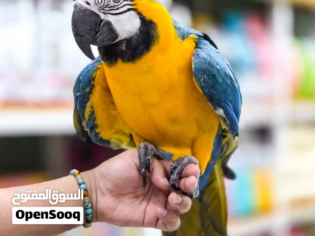 Blue & Gold Macaw   ببغاء مكاو أزرق jumbo size