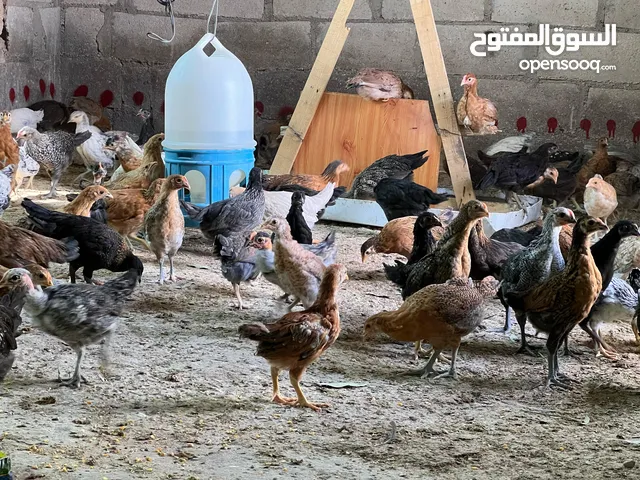 بسم الله مشاء الله اللهم صل وسلم على نبينا محمد متاح بفضل الله فرخات بلدي صحه ونضافه حبات نخب ركز فر