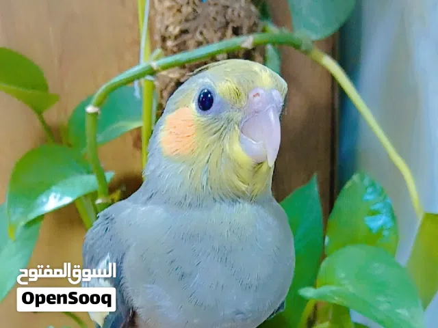 للبيع طير كوكتيل أليف جدآ ع وشك الفطام بدايت الطيران الحر الوصف مهم