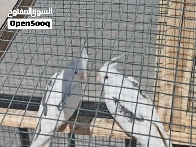 سلام علبكم مطلوب فحل هيج نوع الي عنده يراسل خاص