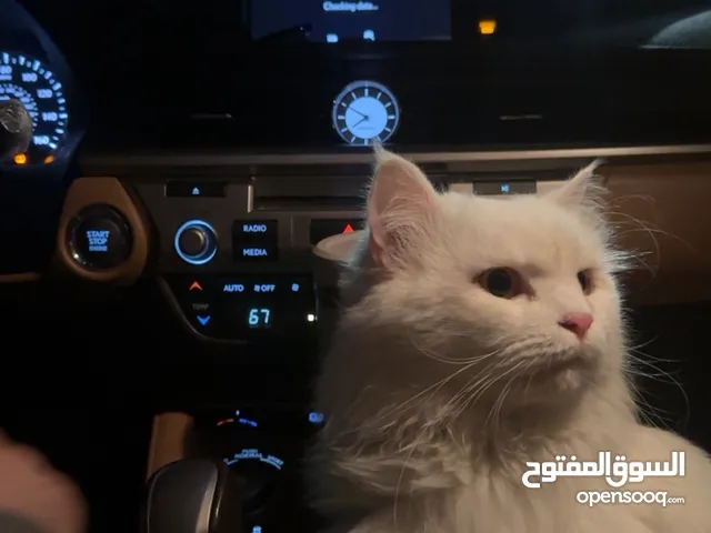 قط لطيف و هادي م خالي من الأمراض