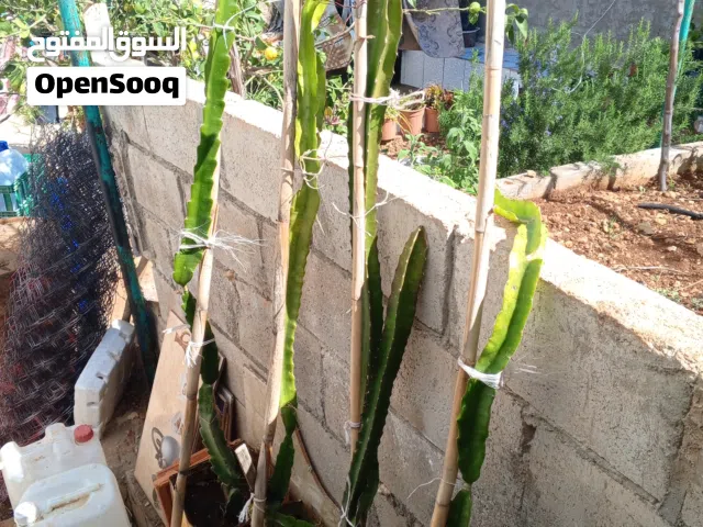 شتلات دراغون فروت