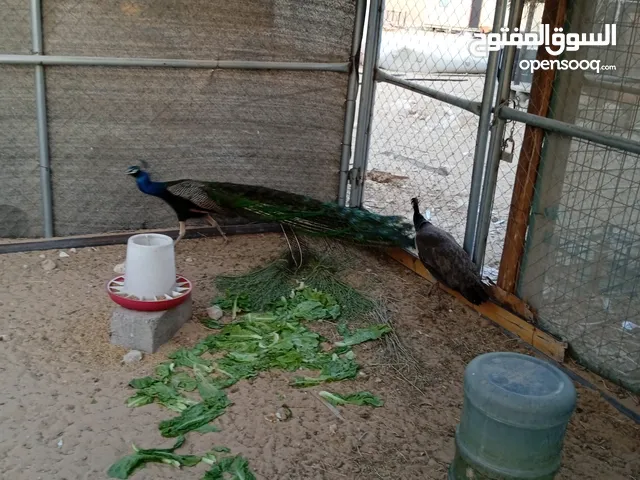 زوج طاوس ذكر وانثى