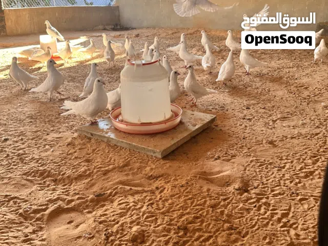 حمام فرنساوي