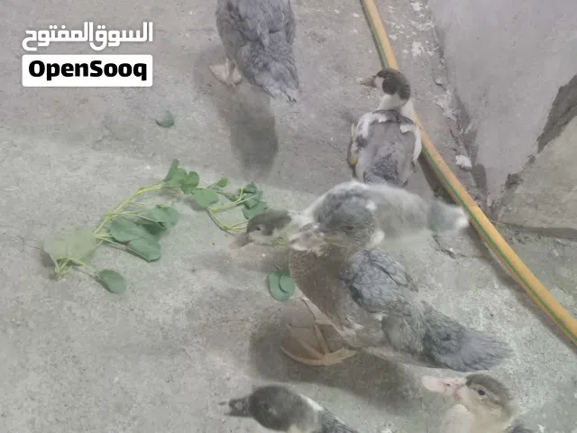 بط عماني مصري