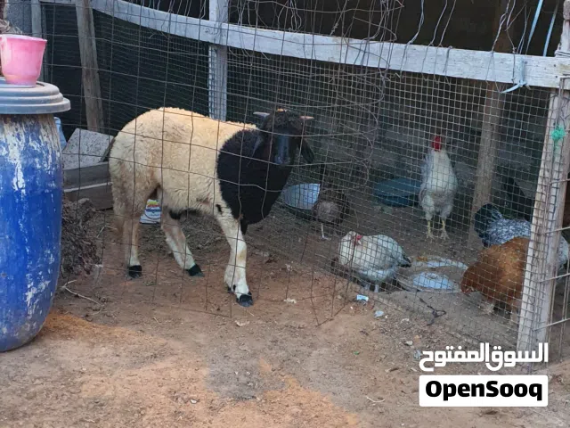 السلام عليكم خروف ماشاء الله عز ماتربط  متاح طرابلس زناته