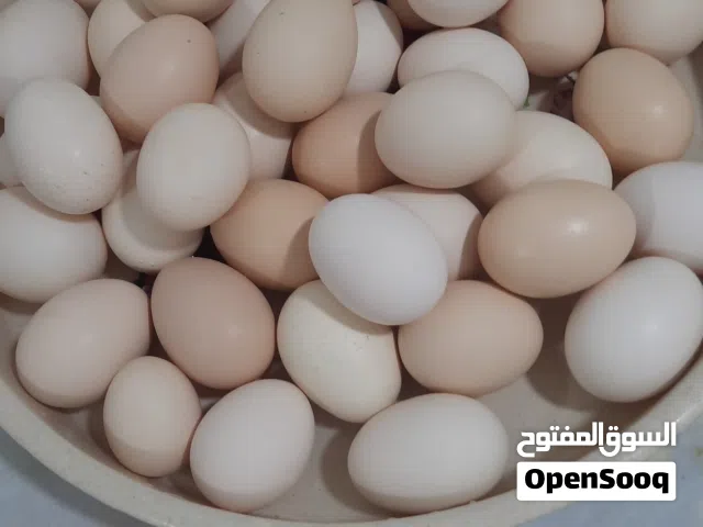 بيض للبيع عماني