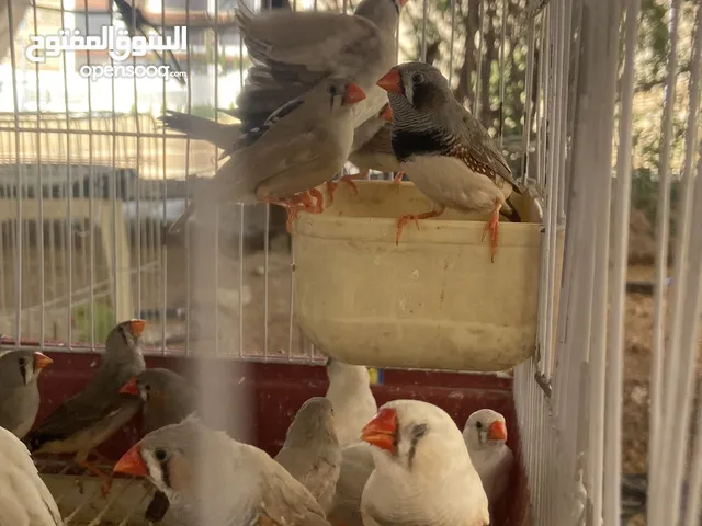 3.25 للجوز طيور جنة للبيع العدد 32 حبة الوان مختلفة جاهزات