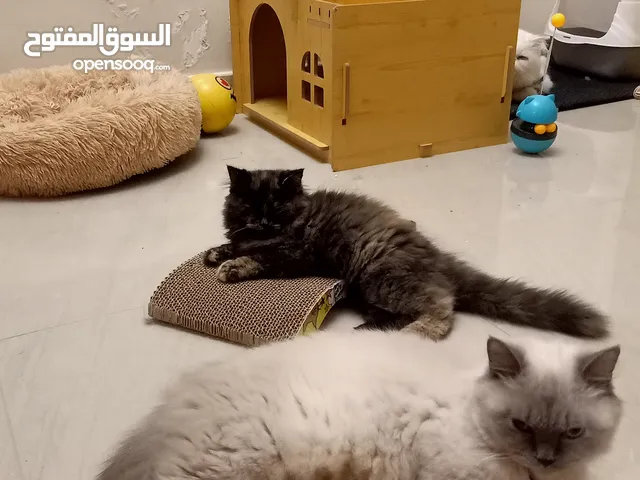 Persian kitten 1 month old grey ,white, black