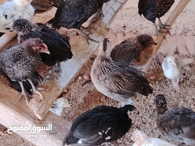 دجاج عربي و فيومي و طروف زهري واملط