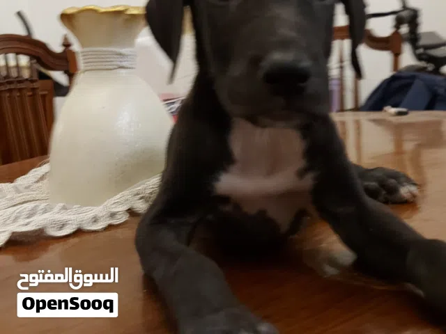 جريت دان  جراء Great  Dane pappi