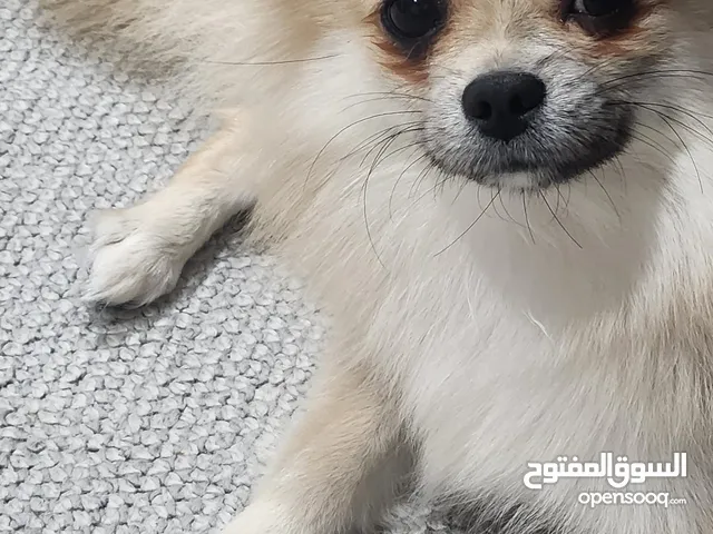Pomeranian mix chihuahua female 6 months old With passport and vaccinations Very playful and act